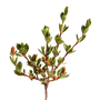 Glycoïne